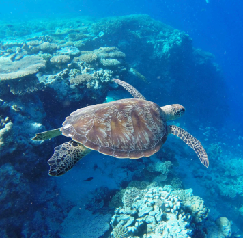 A sea turtle swims gracefully through the blue ocean, surrounded by vibrant coral reefs.