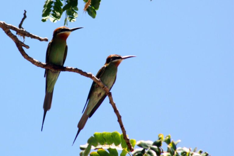 Two swallow-tailed bee-eaters perch on tree branches against a clear blue sky, with green foliage visible.